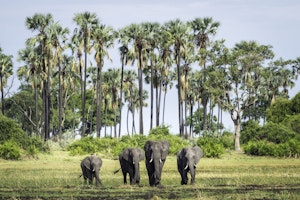 Botswana Okavango Mombo Mombo_2015-12-218