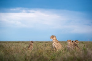 Afrika Tansania Serengeti South Sactuary Kusini Camp