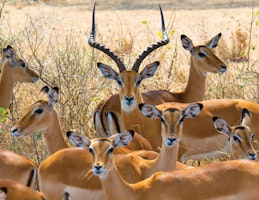Afrika Tansania Abercrombie Serengeti National Park