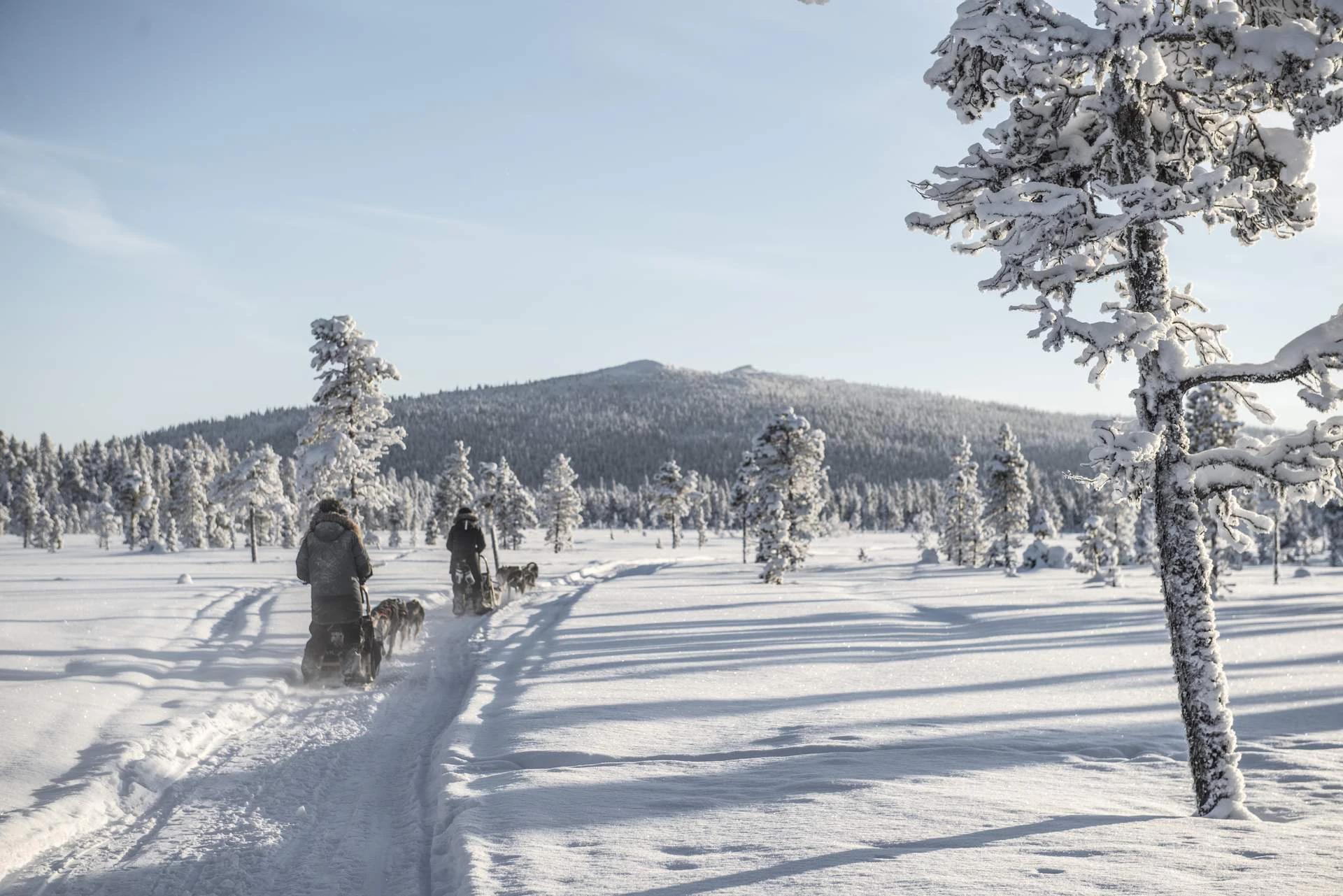 Europa Schweden Kiruna Fjellborg Arctic Lodge DogSledding8_1920