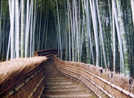 Asien Japan Bambuswald