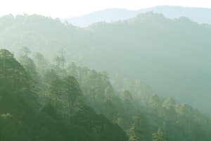 Bhutan Pinienwälder