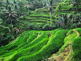 Asien Indonesien Reisfelder