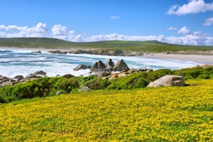 Afrika Südafrika West Coast National Park