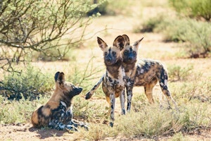 Afrika Südafrika Select Luxury Südafrika Kap bis Kalahari Impression