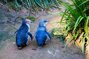 Australien Shutterstock