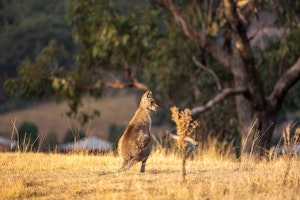 Australien Shutterstock