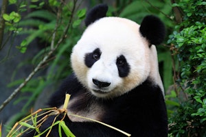 China shutterstock