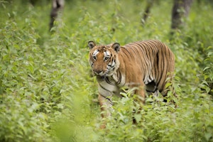 Indien shutterstock