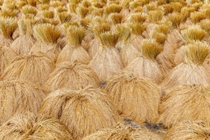 Indonesien shutterstock