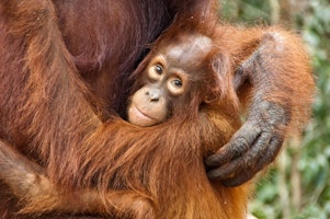 Indonesien shutterstock