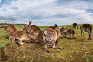 Neuseeland Shutterstock