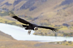 Chile Torres del Paine Greifvogel