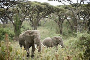 Sanctuary Kichakani Serengeti Camp SR002241