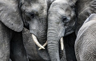Dulini Moya Elefant