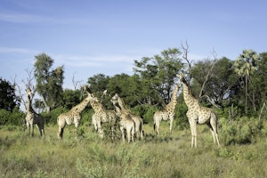Botswana Okavango Abu-Camp Abu-Seba_2014-04-13