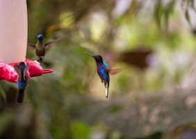 Ecuador Regenwald Mashpi Lodge