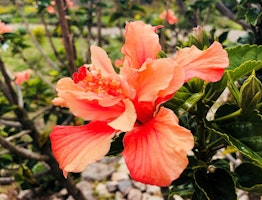 Salkantay Trail Blumen Peru