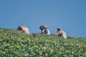 Sri Lanka Uga Hallowella