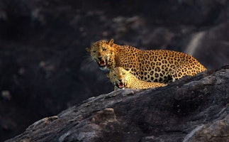 Sri Lanka Wild Coast Tented Lodge