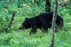 Sri Lanka Yala Nationalpark