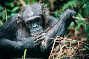 Afrika Tansania Mahale Mountains Greystoke Mahale