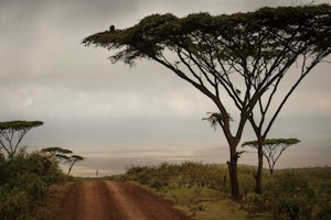 Afrika Tansania Ngorongoro The Highlands