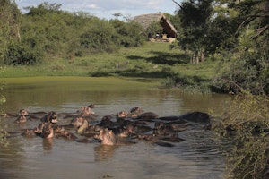 Afrika Tansania Serengeti Grumeti Grumeti Serengeti Tented Camp