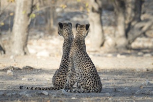 Little Ongava Gepardenpaar