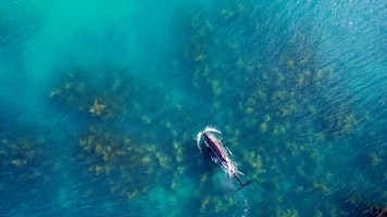 Australien_NZ_Polynesien Neuseeland Nordinsel Bay of Islands Helena Bay Lodge