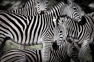 Botswana Okavango Mombo Mombo-CrookesAndJackson-211