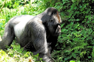 Afrika Ruanda AbercrombieKent